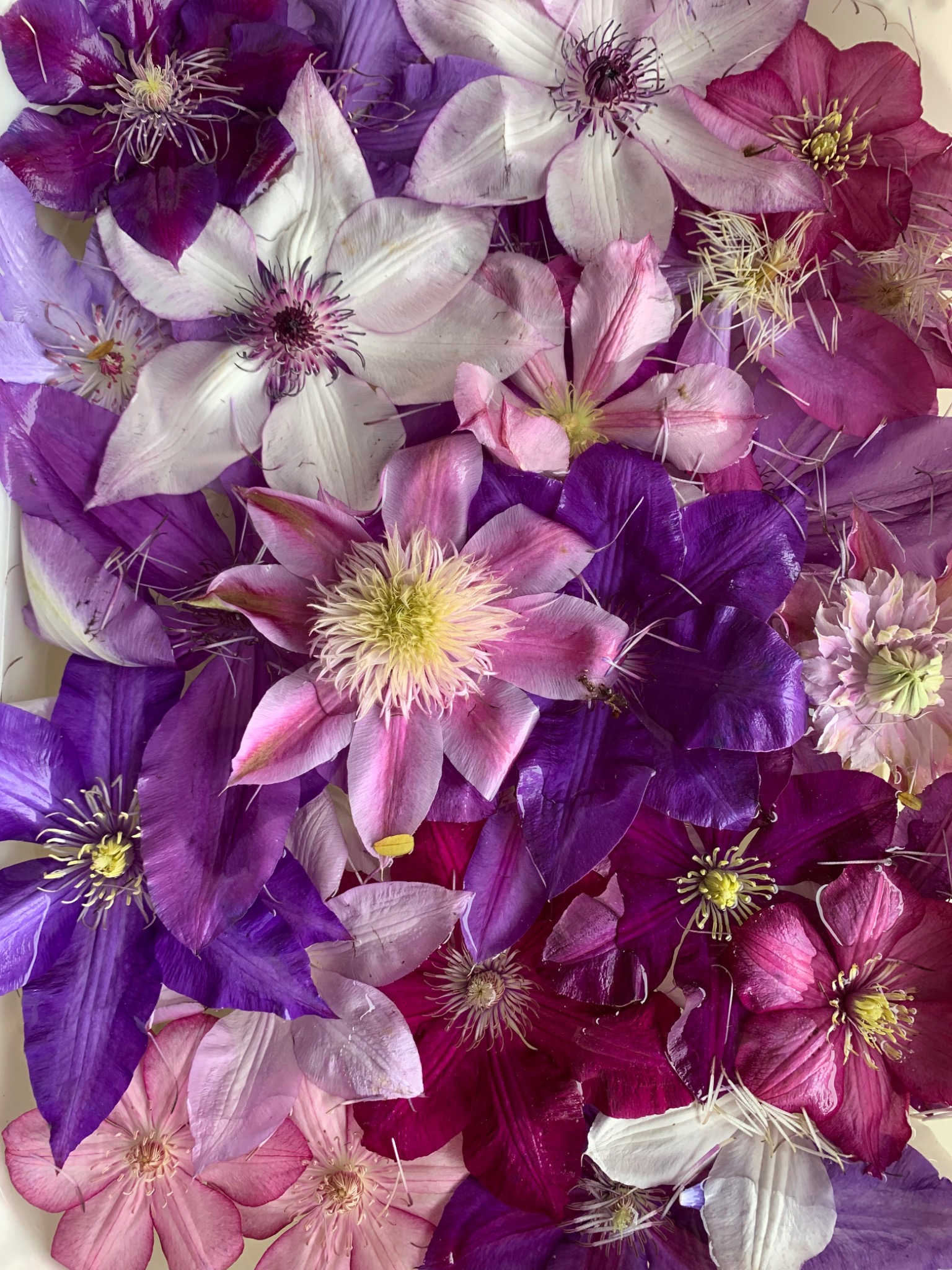Purple and pink clematis flowers