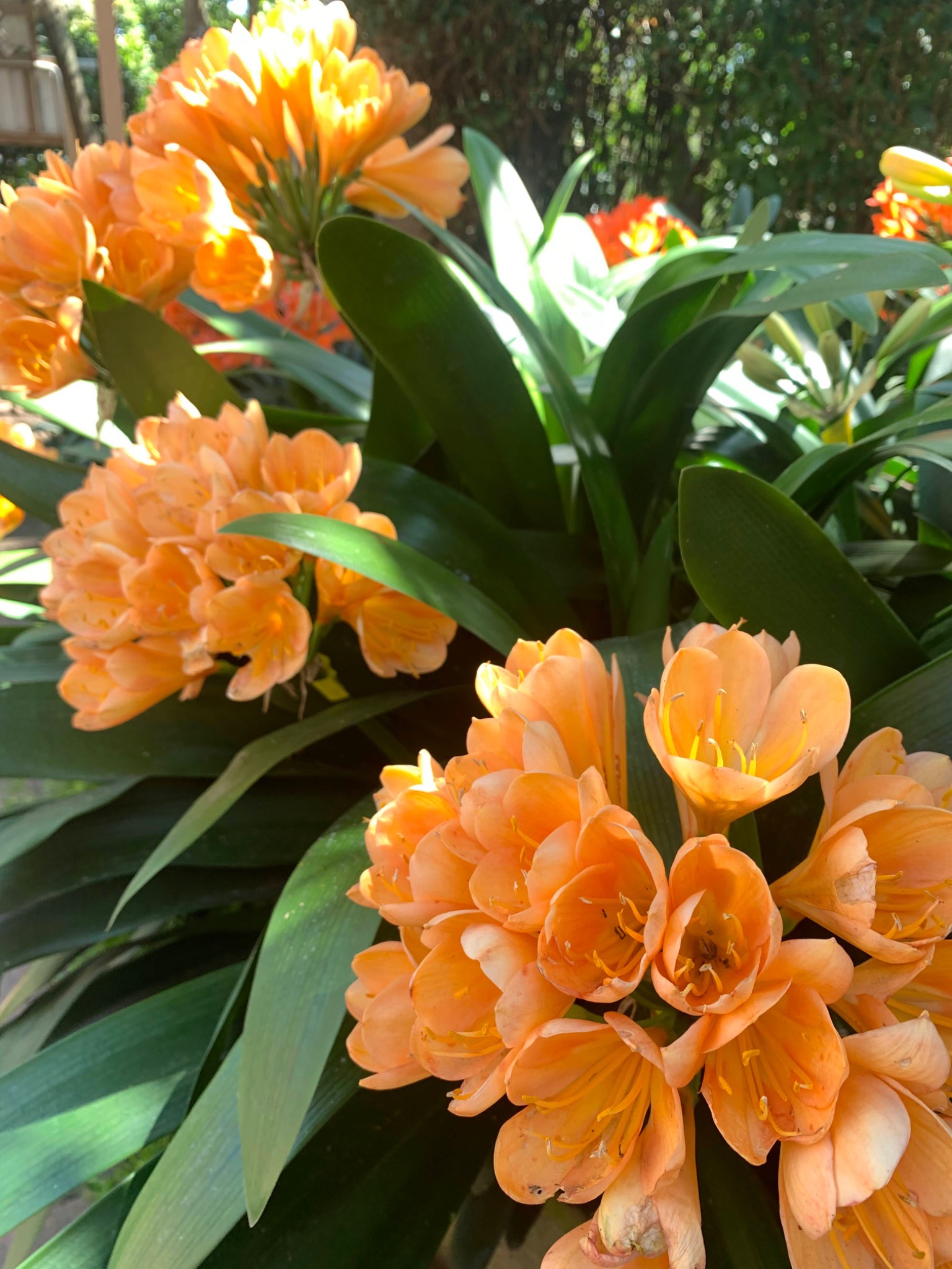 Orange clivia in bloom