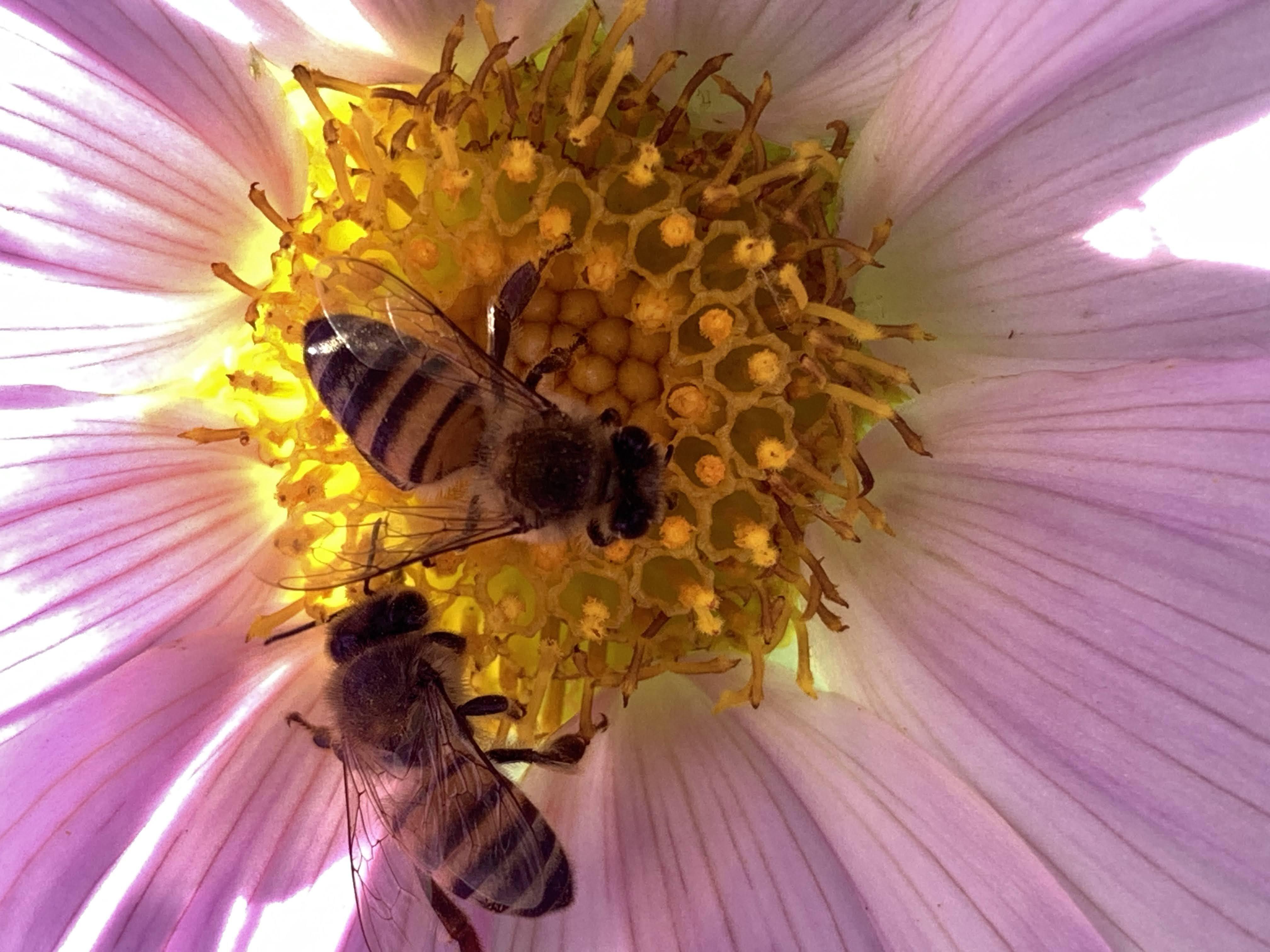 Bee visiting a flower
