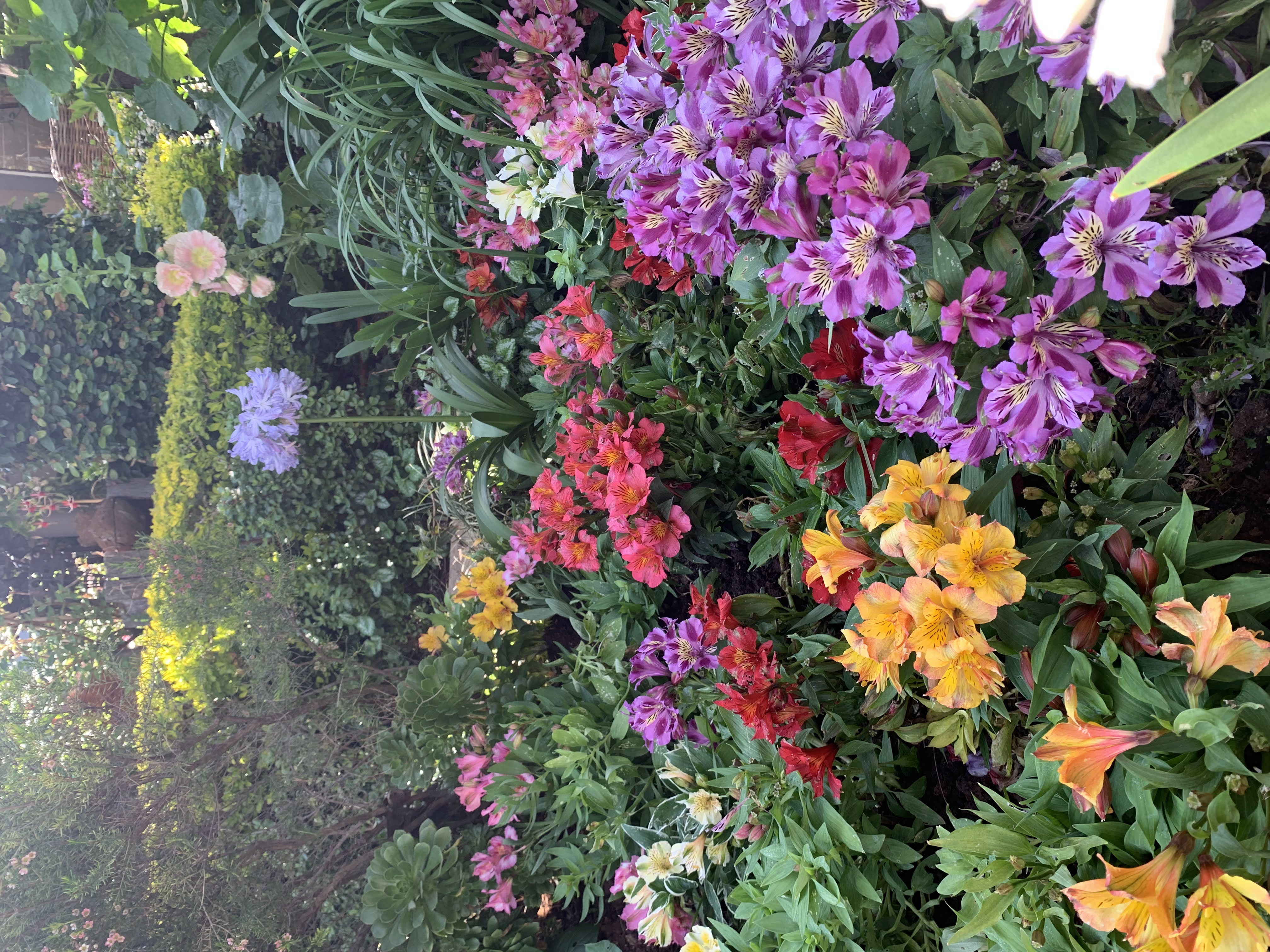 Colourful garden planting